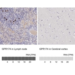GPR174 Antibody, Novus Biologicals 0.1mL; Unlabeled:Antibodies, Polyclonal